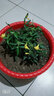 法国香水茉莉花苗冬季带花苞长青绿植花卉盆栽 黄茉莉爬藤植物耐寒花卉 法国香水小苗３盆效果好 含盆 实拍图
