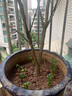 蓝馨花苑嫁接柚子树苗南方北方种植盆栽地栽阳台庭院果树苗柚子苗当年结果 三红蜜柚 6 年壮苗(多分叉，结果多) 实拍图
