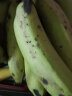 枝遥（ZHIYAO）【超甜糯】大香蕉现砍现10斤装新鲜水果小米蕉薄皮香蕉甜糯 精选大香蕉 带箱9-10斤装 晒单实拍图