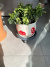 裕轩堂陶瓷花盆个性特大号创意多肉室内简约吊兰绿萝家用阳台绿植带托盘 88023红 21厘米左右 实拍图
