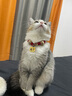 皇家猫粮 BK34猫奶糕全价粮1-4月龄K36幼猫猫粮怀孕及哺乳期母猫 K36幼猫粮（4-12月）400g 实拍图