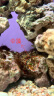 YEE免爆藻深海活石新鲜高钙海水鱼缸快速开缸造景多孔微生物菌群过滤 甄选精品3斤 晒单实拍图