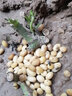 玩冒（WMO）玫瑰花大苗【3株+盆土肥】可自选当年开花大苗盆栽地栽耐寒花卉 魔法师【3棵+盆土肥】 实拍图