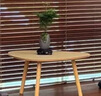 开时果 多肉植物仙人球仙人掌小盆栽桌面植物 肉肉组合办公室内绿植花卉 金冠+白雪光+黄金沙营养土 实拍图