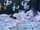 海豚（PORPOISE）蝴蝶鲤专用饲料860g上浮型 增白靓鳞发鳍配方 白金蝴蝶鲤锦鲤鱼食 实拍图