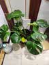 植男植女老桩龟背竹大盆栽客厅室内大型大叶北欧绿植办公室新房源头直发 实拍图