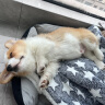 Chongdogdog宠物睡垫秋冬保暖狗垫子猫咪睡垫加柔棉垫宠物垫子猫窝猫笼毯子L 实拍图