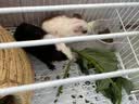 威毕兔笼兔子笼大号荷兰猪侏儒室内养宠物豚鼠刺猬小型松鼠笼子专用 白色大号-6件套 实拍图