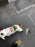 憨憨宠 狗狗衣服泰迪狗衣服中型犬柯基法斗衣服变身装宠物衣服猫咪衣服 奶油色小熊 L 背长33-35cm 建议8-10斤内 实拍图