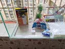 森森（SUNSUN） 乌龟缸带晒台家用桌面水陆缸超白玻璃龟缸龟缸养龟的专用缸 大号龟缸60长+过滤器+造景 实拍图