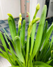 惜林园 正宗漳州水仙花 水培植物水养花卉 冬季室内盆栽球根 实拍图