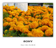 索尼/Sony A6000 A6300 A6400 A6100 A6600 二手微单相机新手4k视频 95新 A6300+16-50 银色套机 实拍图