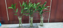 若绿 富贵竹水培植物花卉大叶竹绿植盆栽室内花客厅水养节节高 观音竹（三支）含瓶 晒单实拍图