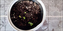 花e流创意diy绿植小盆栽神奇植物室内迷你桌面儿童种植罐头儿童节礼物 四叶 草 一罐 实拍图