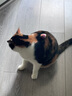 克莉斯汀森（Chris Christensen）美国进口宠物排梳美容猫毛梳狗梳开结造型梳浮毛 【013】6英寸猫用双齿排梳 实拍图