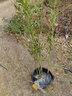 正宗四川金丝楠木树苗名贵小叶桢楠盆栽绿植大树庭院植物四季常绿 金丝楠木树苗 高1.5米 原土原叶 1棵 实拍图