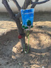 花沃里大树营养液1000ml/袋 植物营养液大树吊针液生根液生长液果树肥料 实拍图