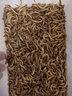 KERRY面包虫活体饲料黄粉虫鸟鱼龟蜥蜴金龙鱼鬃狮蝎子守宫食物幼体幼虫 1斤虫子+1斤麦麸（鲜活） 实拍图