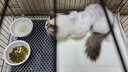 憨憨宠 猫笼 折叠猫笼子带厕所猫别墅幼猫成猫猫舍猫窝双层猫咪笼子 黑色700双层 实拍图