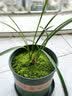 劉閣蘭花春剑珍品 春满园 冬带浓香花苞出售室内办公桌好养绿植花卉盆栽 3苗连体裸根当年开花 实拍图