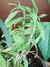 汪特 霍山铁皮石斛苗鲜条株兰米斛枫斗苗煲汤榨汁可食用有基肥和盆 实拍图