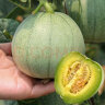 寿禾 绿宝甜瓜种子薄皮香瓜春季水果种籽 潍育绿宝石甜瓜种子200粒 晒单实拍图