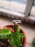 周六福（ZLF）  PT950铂金耳环女款经典白金简约车花闪耀耳圈 小版-1.27g 实拍图