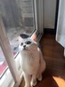 涴喵 苏氏纯种英短幼猫短毛猫大脸猫宠物猫咪活体辅助喂养 宠物级 【矮脚曼基康】 实拍图