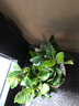 爱你一万年栀子花盆栽花卉植物室内绿植四季好养茉莉花源头直发驱蚊组合包邮 早安吸水盆【90#栀子花】 实拍图