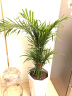 蝶遇蝶遇散尾葵盆栽室内客厅大型绿植夏威夷花卉 散尾葵1到1.2米高度左右 不含盆 实拍图