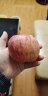 【平价菜场】苹果水果 山东红富士 大凉山丑苹果冰糖心苹果水果 整箱 产地新鲜水果苹果生鲜 3斤大果 晒单实拍图