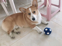 hoopet狗狗玩具球磨牙耐咬发声玩具弹力球泰迪比熊金毛小型犬大型犬用品 足球-L 实拍图