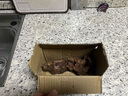逸乐宠 紫柚木鱼缸造景沉木天然枯木头水族草缸懒人装饰型莫斯树桩根 小号沉木15-20cm(形状随机) 实拍图