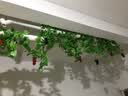 正八 假花藤条仿真葡萄叶装饰藤条树叶绿植物壁挂管道遮挡屋吊顶藤蔓  黑葡萄36颗 5串 实拍图