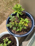 迷你小玫瑰花大盆盆栽带花苞四季开花办公室内植物花卉鲜花绿植 大红色玫瑰高筒加仑盆 含盆 实拍图