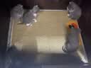 KimPets猫咪凉席垫夏天四季通用猫垫子降温睡觉用猫窝睡垫宠物冰垫狗垫子 【降温凉席垫】好柿成双 L【60cm*50cm】适合10斤内猫狗 实拍图