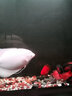 森森（SUNSUN）鱼缸LED七彩照明水族箱专用龙鱼鹦鹉鱼防水灯管 130CM双排超亮红色22W（带开关） 实拍图