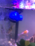 森森（SUNSUN）鱼缸造浪泵冲浪泵磁铁造流泵鱼缸清理鱼粪便器 6W磁吸款 可调流量 (0.6-0.8m缸) 实拍图