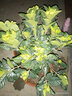 莹影栀子花盆栽带花苞大花浓香四季开花苗庭院花卉盆栽花绿植花卉盆栽 独杆栀子【不带盆】 8年苗盆栽好看【不带盆】 实拍图