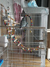 威毕家用鸟笼鹦鹉笼子超大中号别墅特大型防溅粮繁殖玄凤虎皮牡丹专用 白笼【娱乐13件套】 实拍图