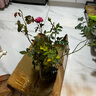 清韵伊人 月季花树苗爬藤当年开花月季花苗特大花盆栽地载庭院蔷薇 真宙【不爬藤】 实拍图