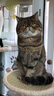 麦富迪肉粒包 猫罐头零食猫粮妙鲜猫湿粮 猫咪恋肉粒包 海洋鱼味12包 实拍图