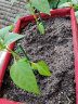 Bloombagz长方形种植袋软花盆 阳台种菜神器家庭花槽种菜箱种植箱 16L果绿 晒单实拍图