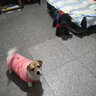 DADAGOU法国斗牛犬衣服宠物棉衣巴哥沙皮胖狗狗秋冬装棉背心加绒加厚棉衣 斗牛犬棉背心-西瓜红 XXL 实拍图
