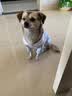 憨憨宠 狗狗衣服猫衣服宠物泰迪衣服冬季猫咪衣服小型犬衣服幼犬秋冬服 蓝色 萝卜小挎包卫衣 XL号建议体重11-15斤 实拍图