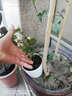 花喜鹊  阳台庭院花卉盆栽 多花蔷薇苗 玫瑰当年开花爬墙藤蔓绿植物 双芙蓉 实拍图