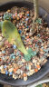 绿族 彩色陶粒花用垫底铺面石盆栽透气水培花卉多肉营养土种花陶土粒球 LZ7459 2.5KG 晒单实拍图