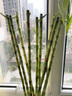 喜艺带根转运竹水竹富贵竹植物水养开运竹子盆栽客厅室内招财水培绿植 开运竹直竹 60厘米 10支 不含瓶 实拍图