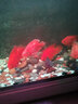 森森（SUNSUN）鱼缸LED七彩照明水族箱专用龙鱼鹦鹉鱼防水灯管 130CM双排超亮红色22W（带开关） 实拍图