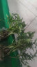 寿禾 蔬菜苗活苗带土发货大全菜苗种苗春夏各种秧苗山东寿光苗子阳台 马蹄西红柿苗6棵 实拍图